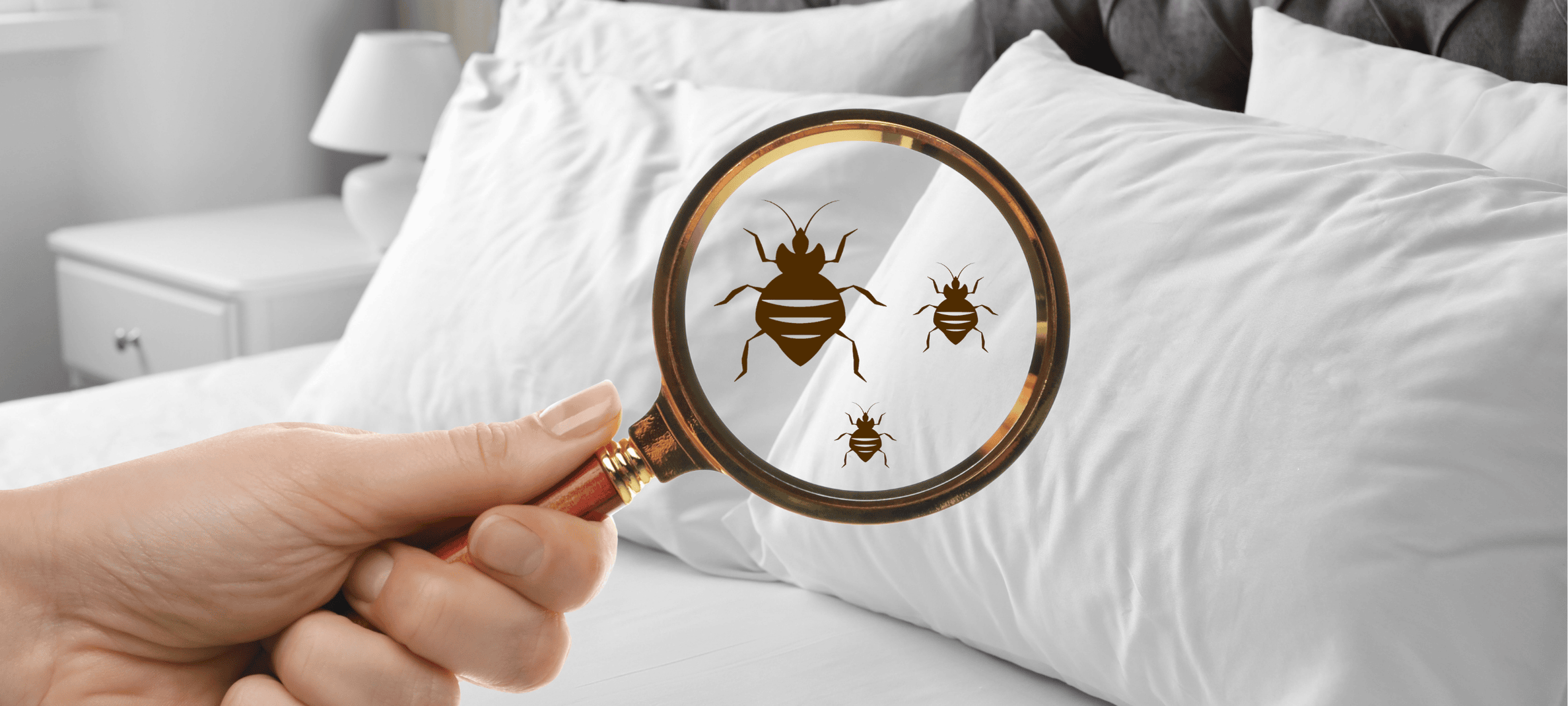 Bed bug extermination services